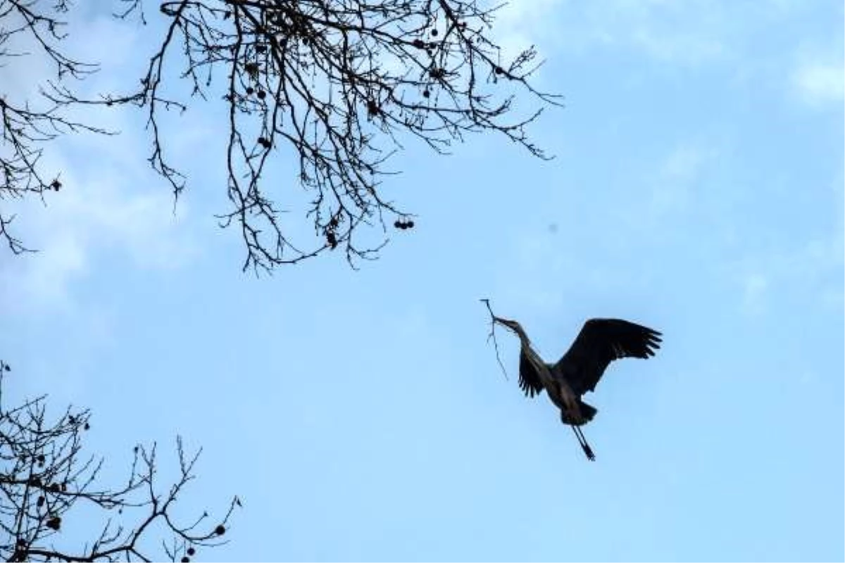 (Havadan fotoğraflarla) Gülhane Parkı\'nda gri balıkçıl kuşlarının bahar hazırlıkları...