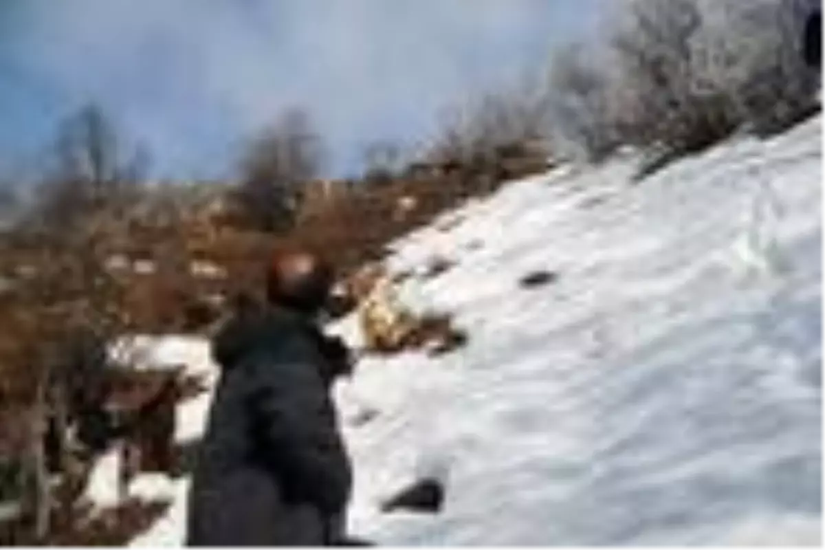 Keçilerini beslemek için her gün 8 kilometre yol gidiyor