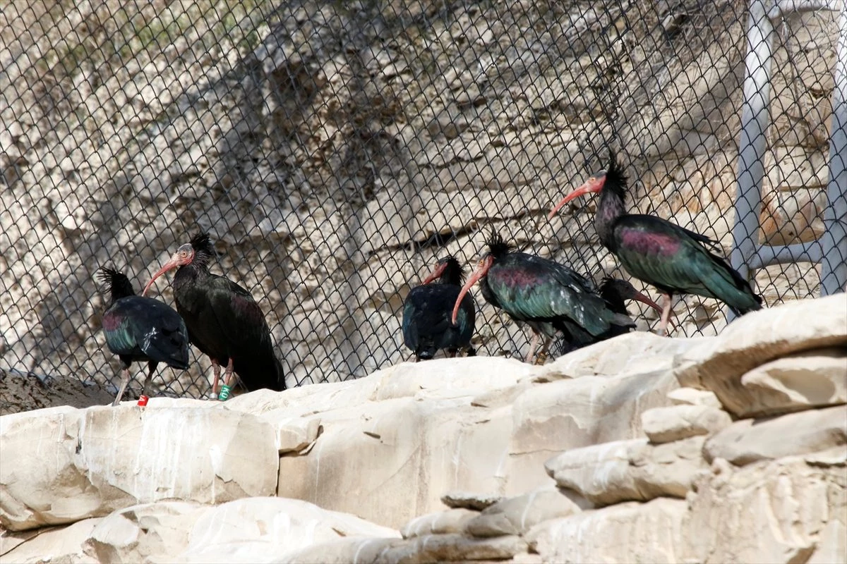 Koruma çalışmaları sayesinde Birecik\'teki kelaynak sayısı artıyor