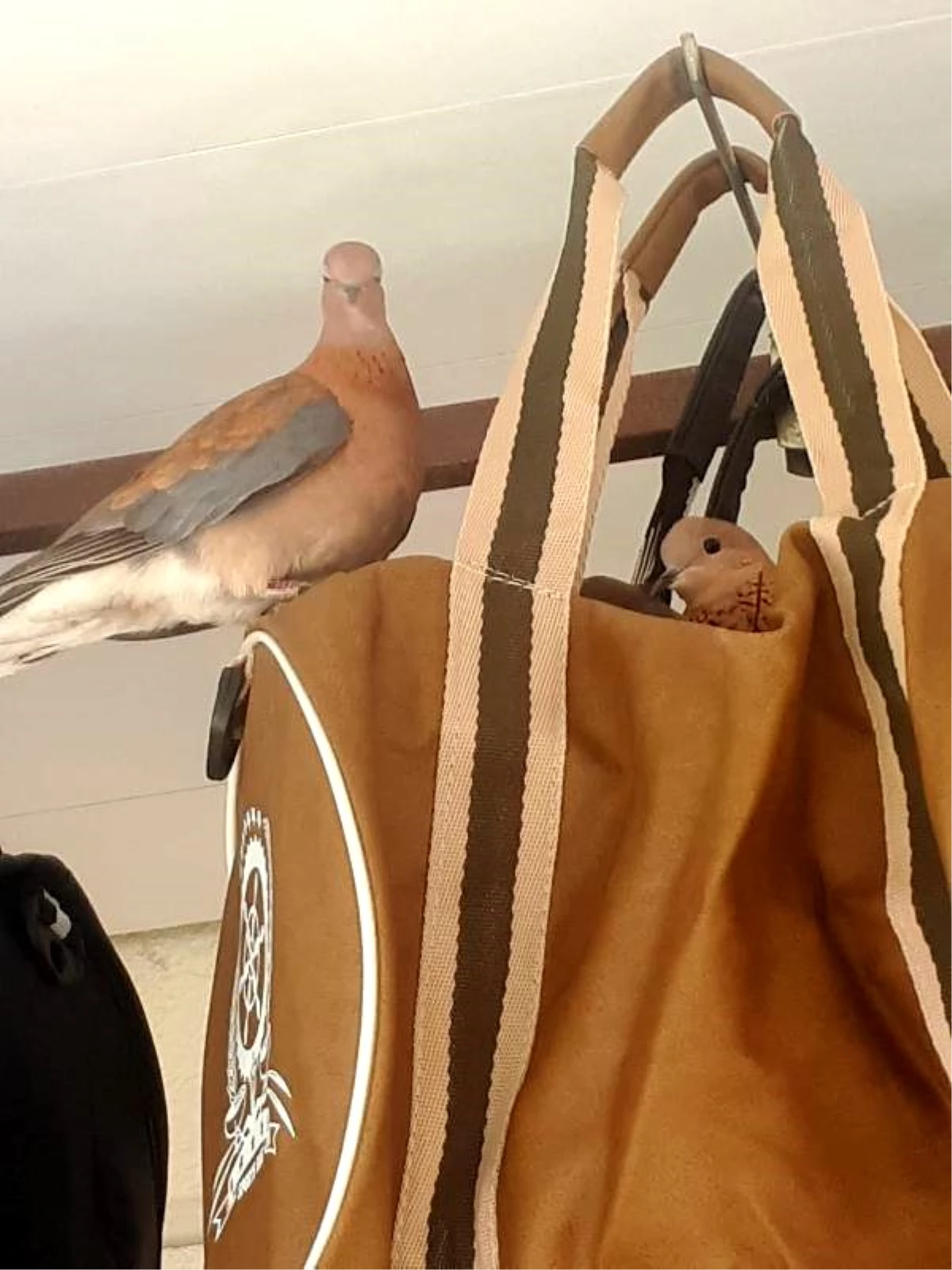 Kuşlar, iş yerinin önündeki çantaya yuva yaptı