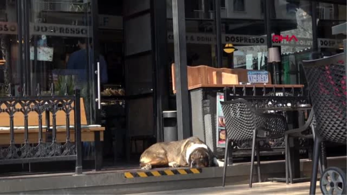 Sokak hayvanları kafede ısınıyor