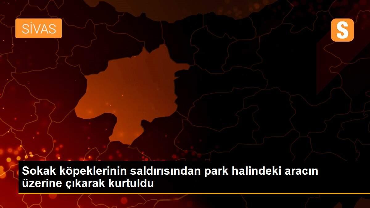 Sokak köpeklerinin saldırısından park halindeki aracın üzerine çıkarak kurtuldu