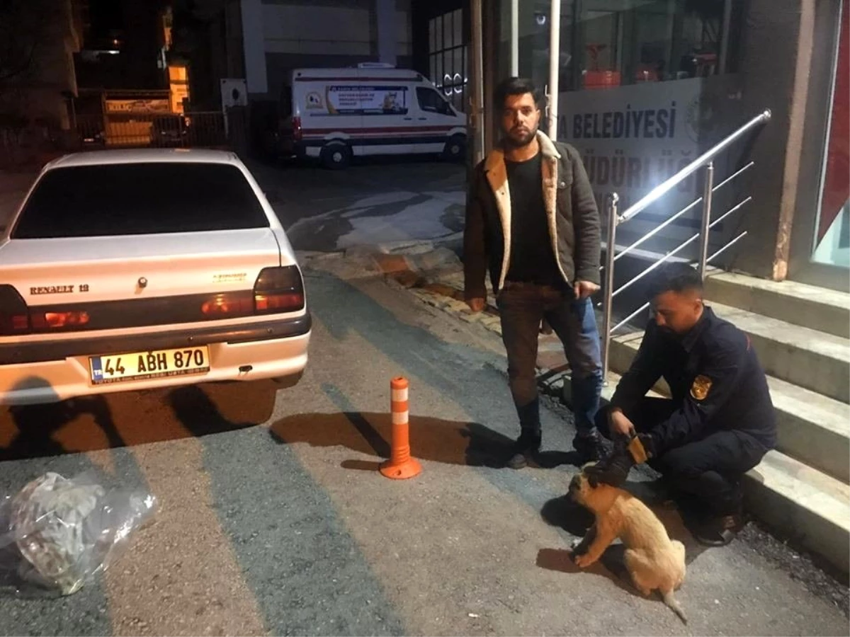 Duyarlı vatandaş yaralı köpeği belediyeye teslim etti