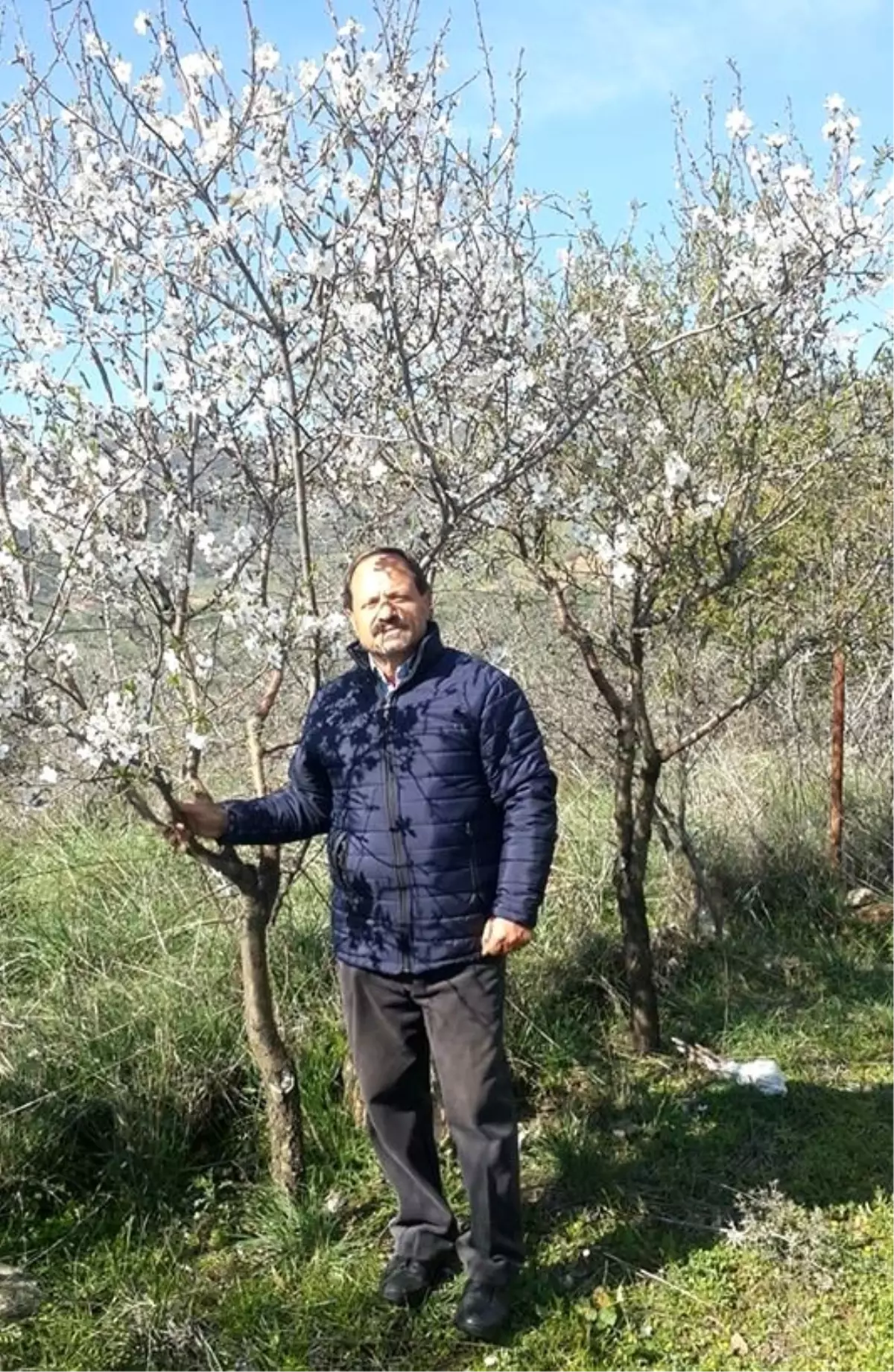 İzmir\'de badem ağacı çiçek açtı