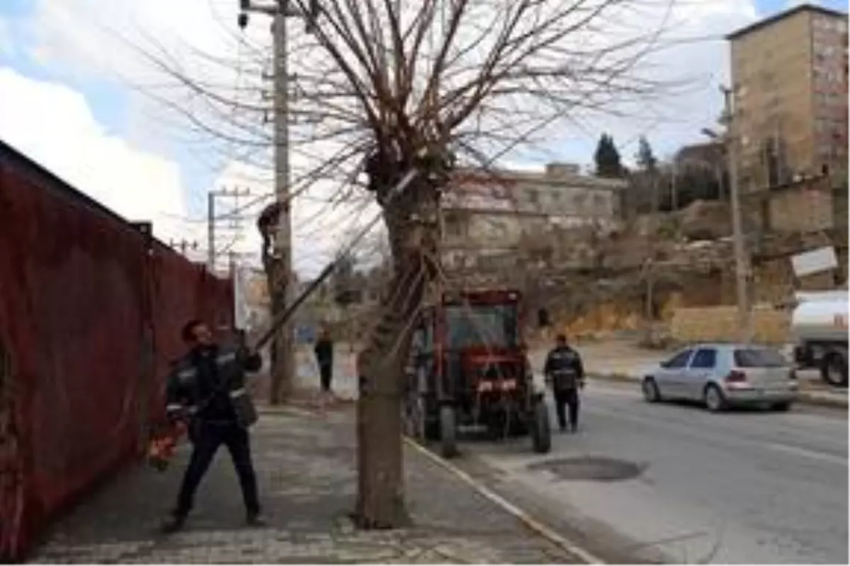 Mardin Büyükşehir Belediyesinden budama ve bakım çalışması