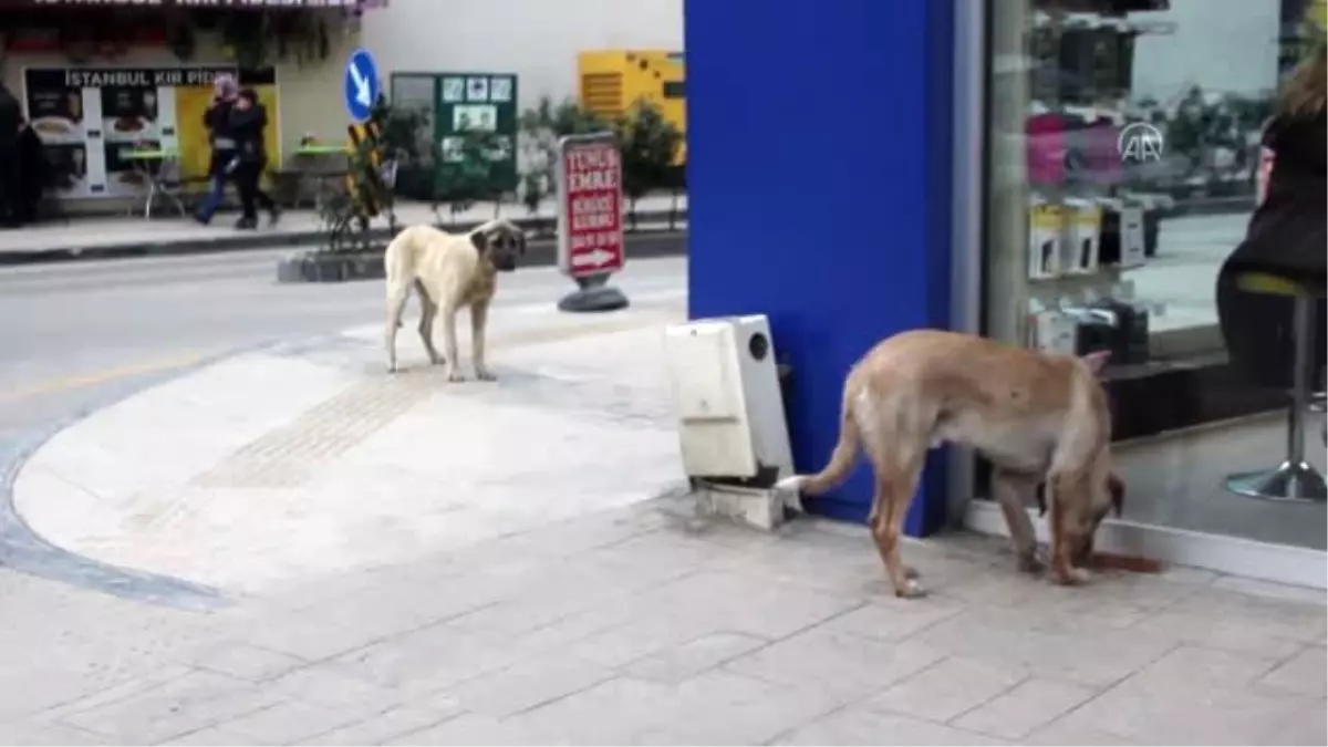 Sokak hayvanlarına sıcak yuva için protokol imzalandı