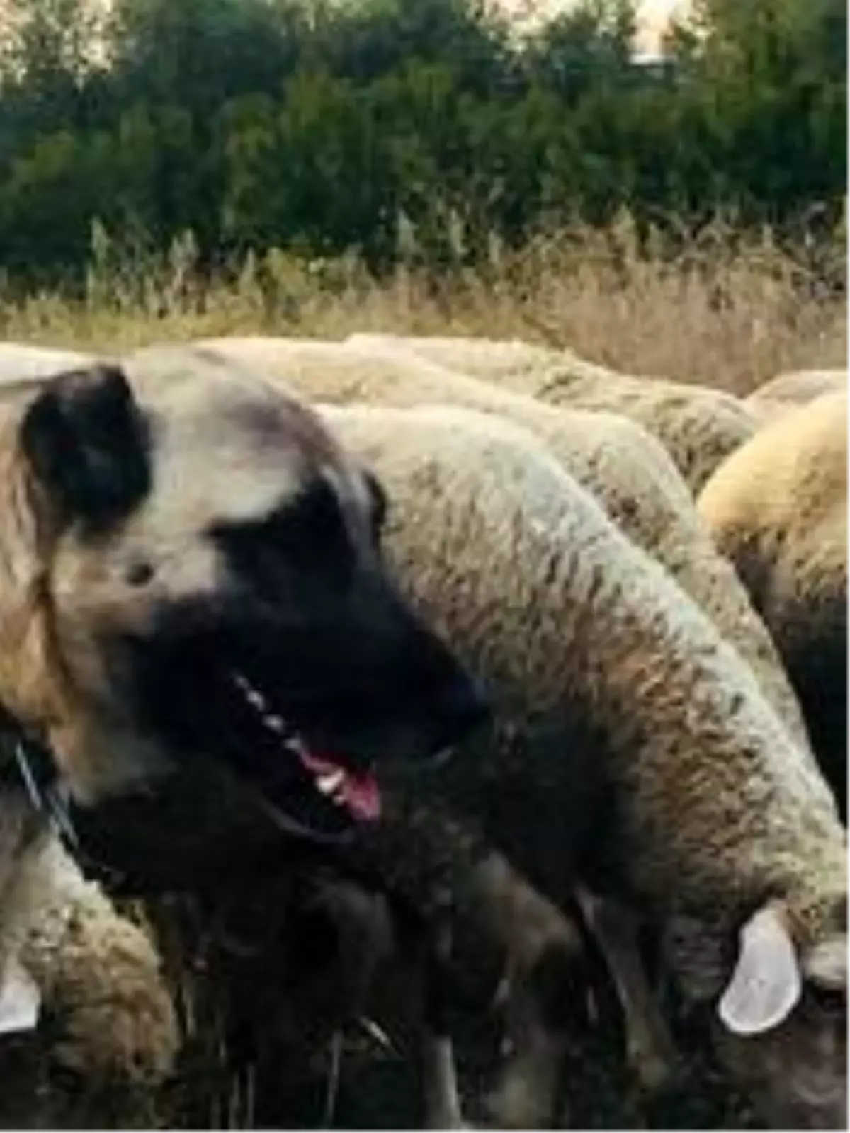 10 bin liralık kangalı çaldılar, bulana kuzu hediye edecek