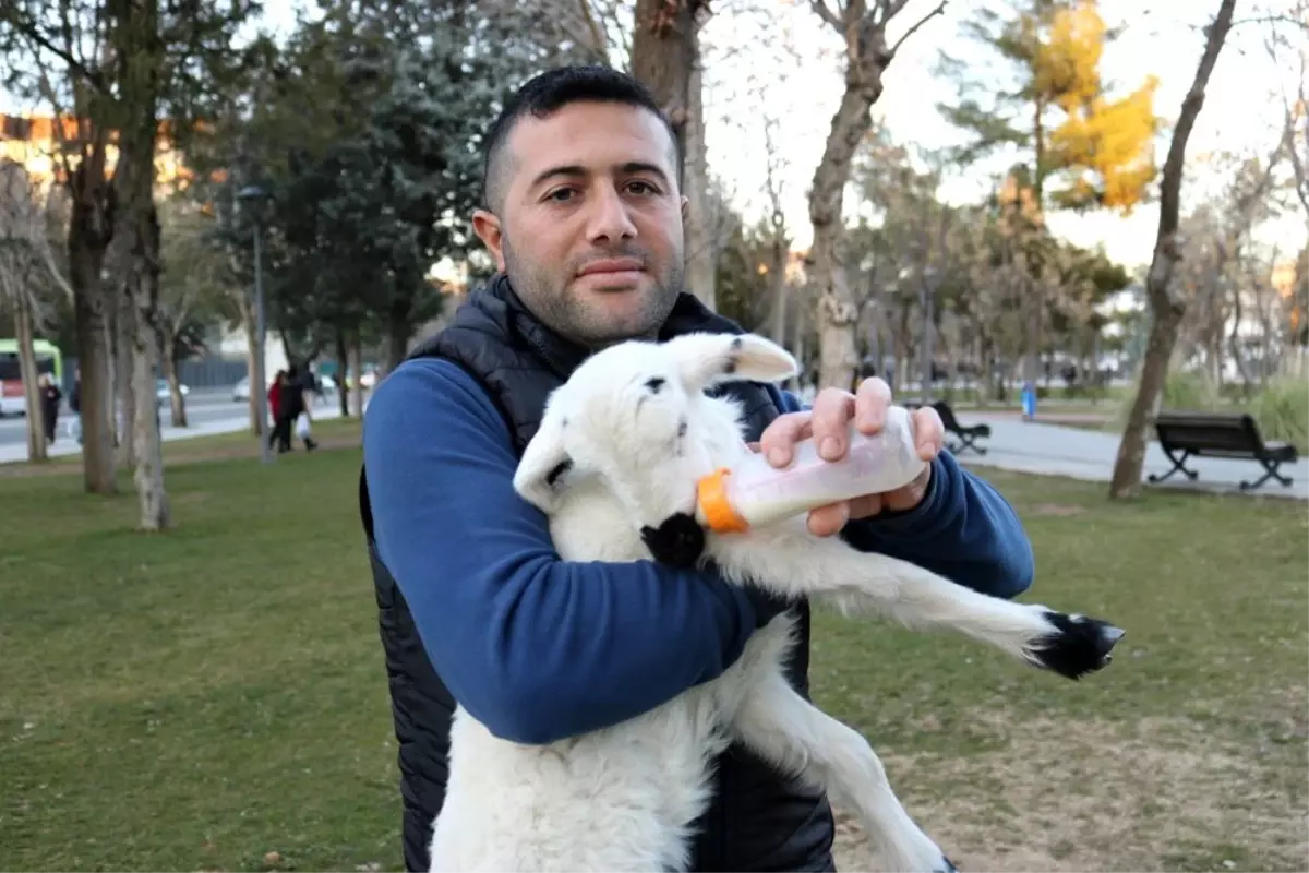 Diyarbakırlı kasap, kestiği koyunun karnından çıkan kuzuyu elleriyle besliyor