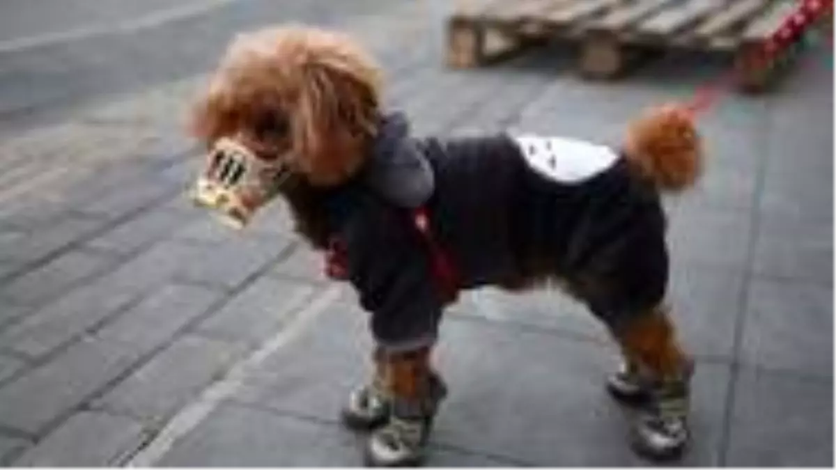 Hong Kong\'da evcil köpekte koronavirüse rastlandı; hayvan karantinaya alındı