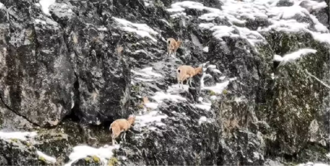 Tunceli\'de dağ keçisi sürüsü ilçeye indi