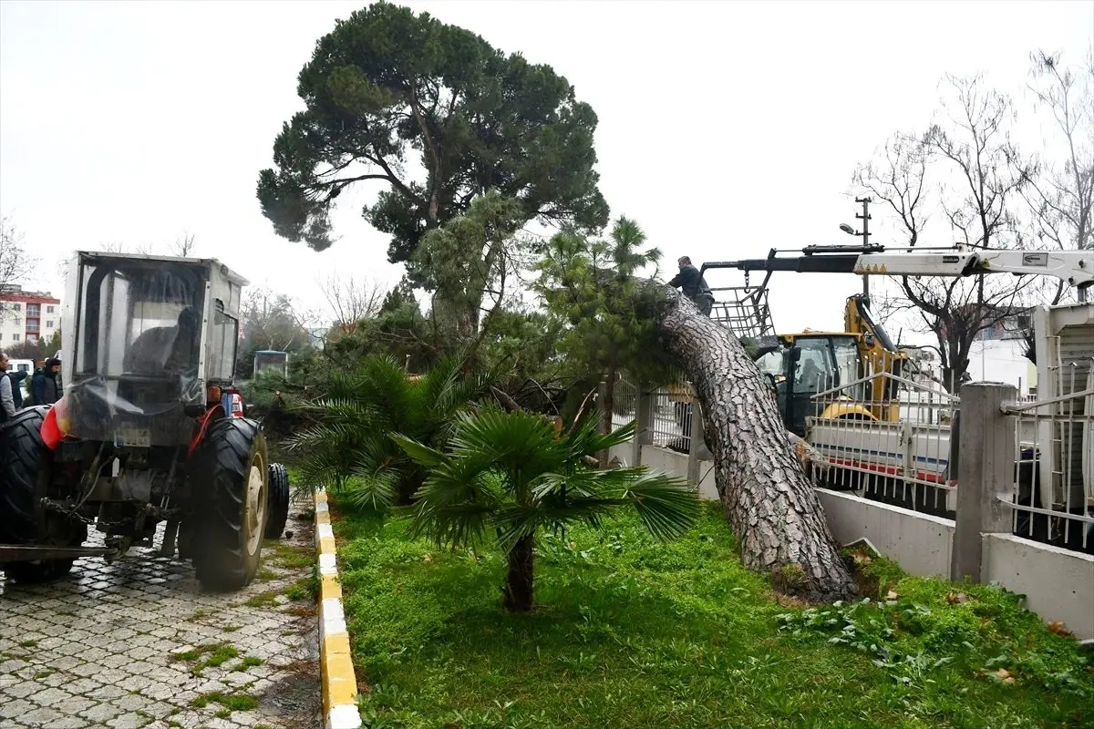 Turgutlu\'da şiddetli rüzgar nedeniyle çam ağacı devrildi