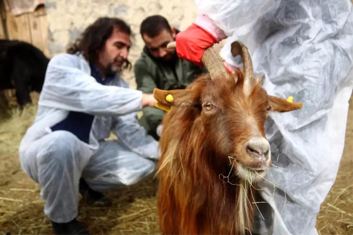 Veteriner hekimler, yaralı hayvanlar için seferber oldu