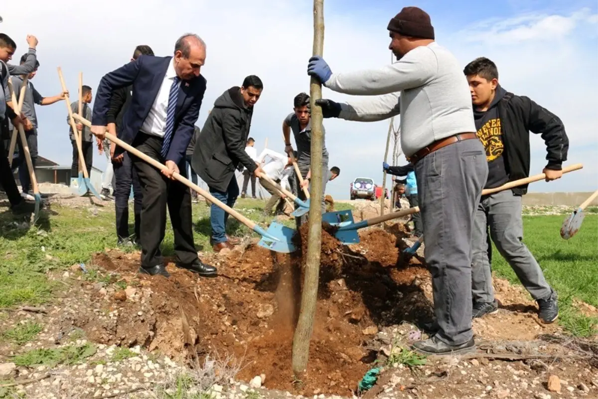 Akçakale\'de yeşillendirme çalışmaları