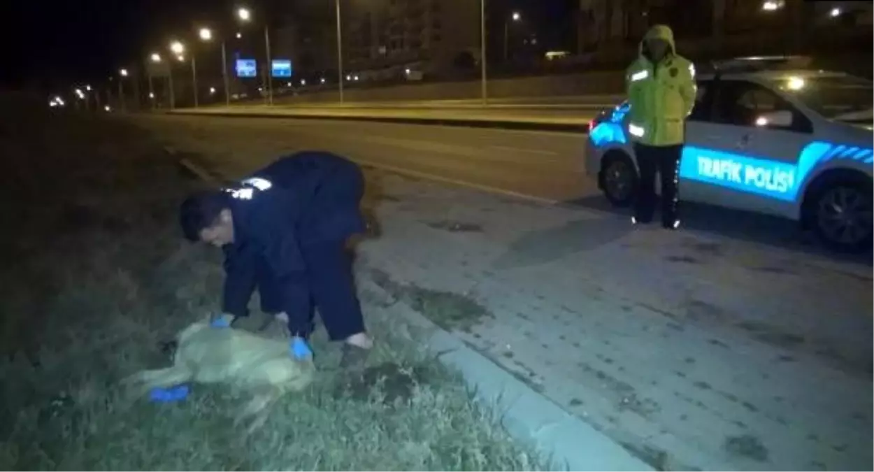 Polisin bulduğu yaralı köpek, tedaviye alındı