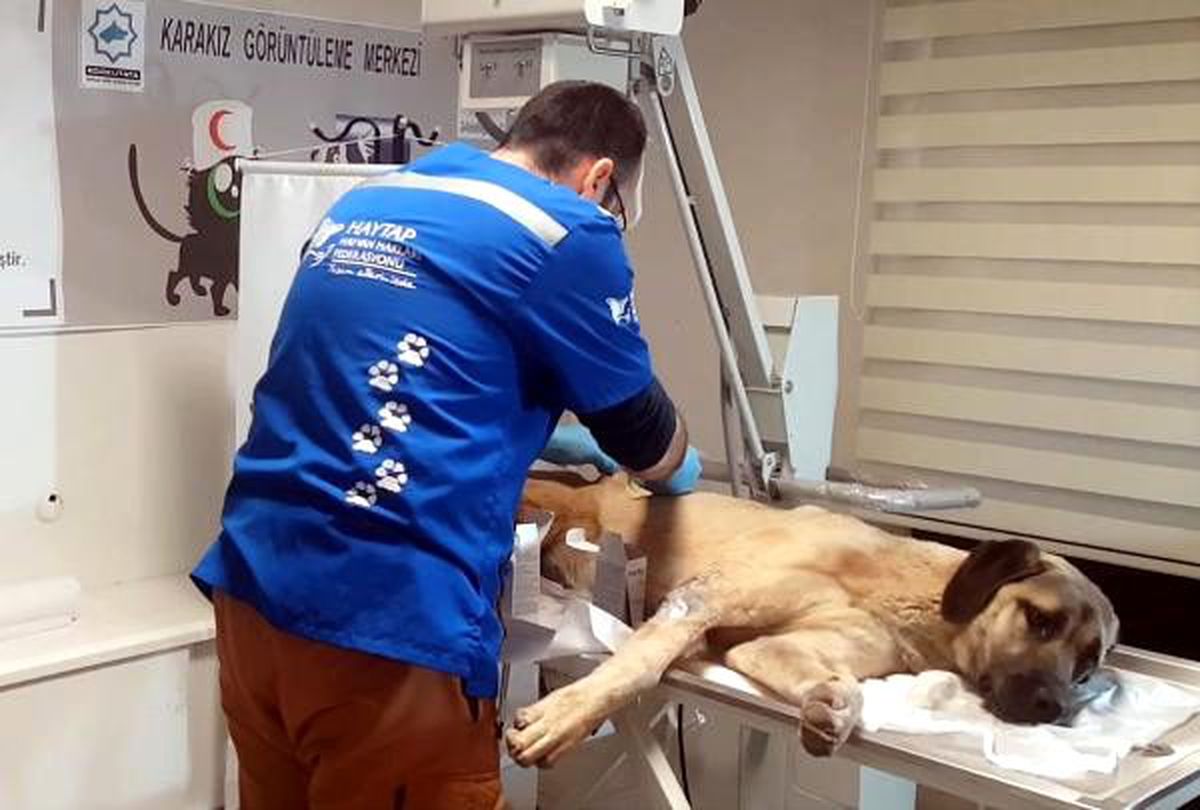 Tedavisi yapılan yaralı köpeği özel harekatçılar sahiplendi