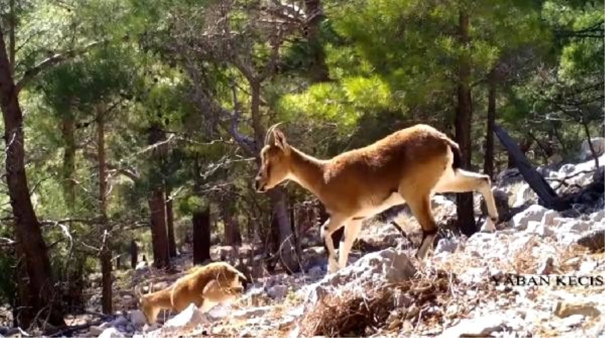 Antalya\'nın yaban hayatı fotokapanda