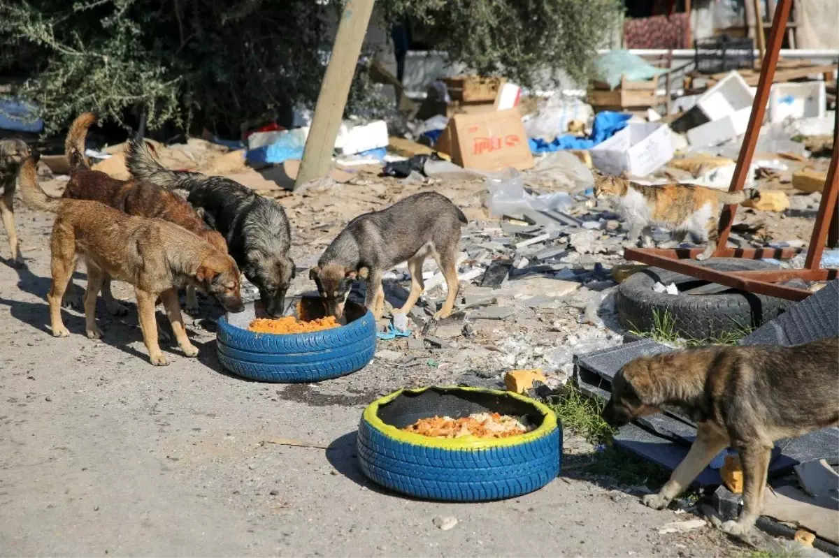 Buca\'da mama kabı seferberliği