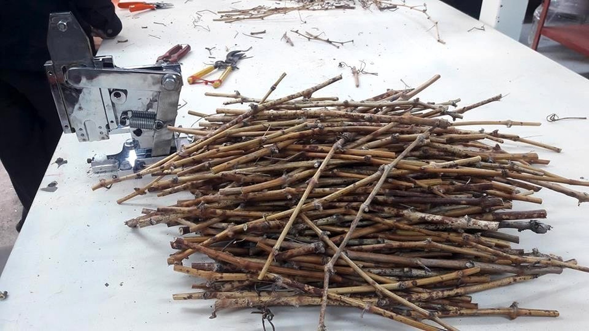 Coğrafi işaretli \'Delice beyazı üzüm\'den 150 bin adet üretilecek