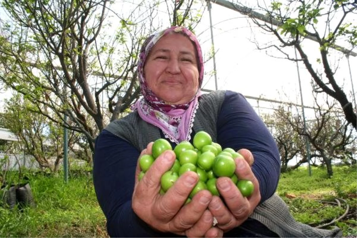 Erdemli\'de ilk erik hasadı yapıldı, kilosu 250 liraya satıldı