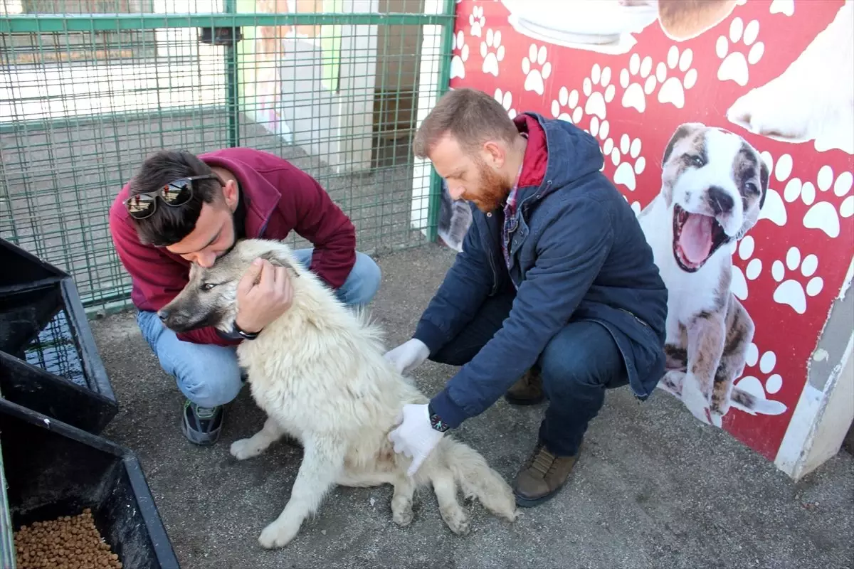 Felçli köpeği sahiplenmek için yüzlerce kilometre yol katetti
