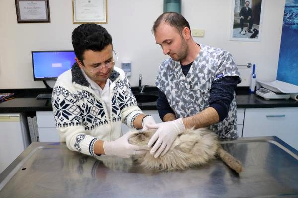 Göçmenlerden Filistinli Ahmet\'in kedi ve köpeği Edirne\'den İstanbul\'a getirildi