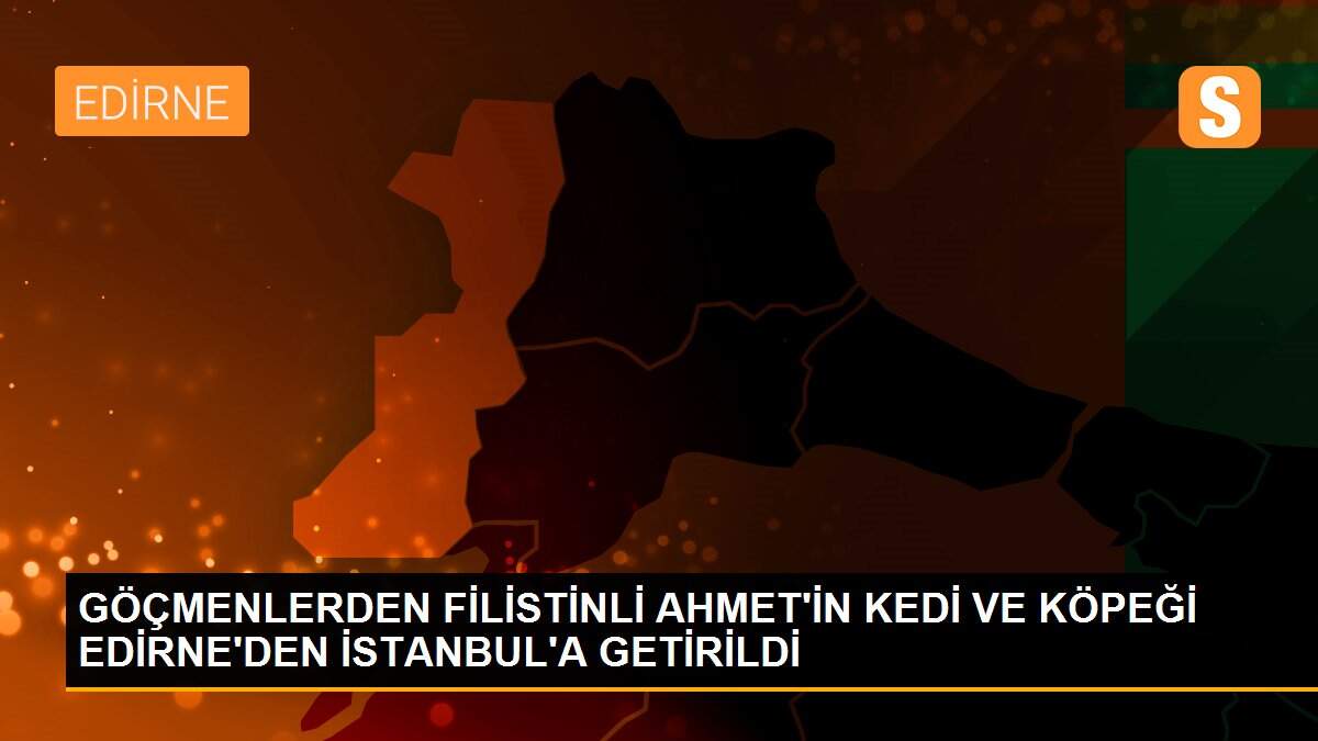 GÖÇMENLERDEN FİLİSTİNLİ AHMET\'İN KEDİ VE KÖPEĞİ EDİRNE\'DEN İSTANBUL\'A GETİRİLDİ