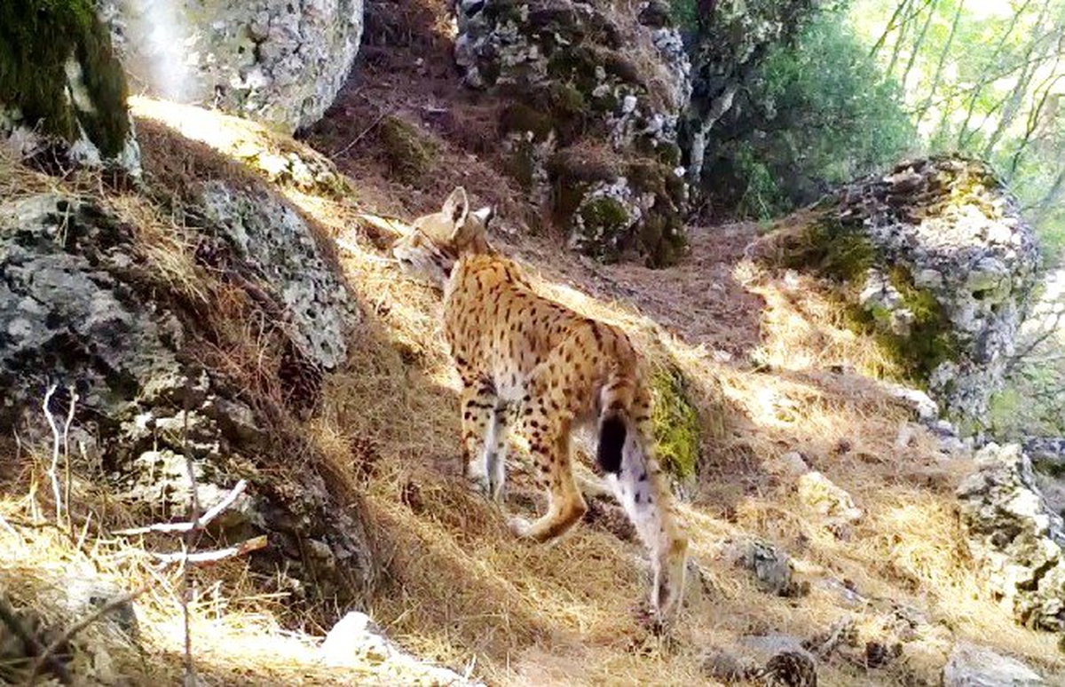 Karakulak\'tan fotokapan selamı