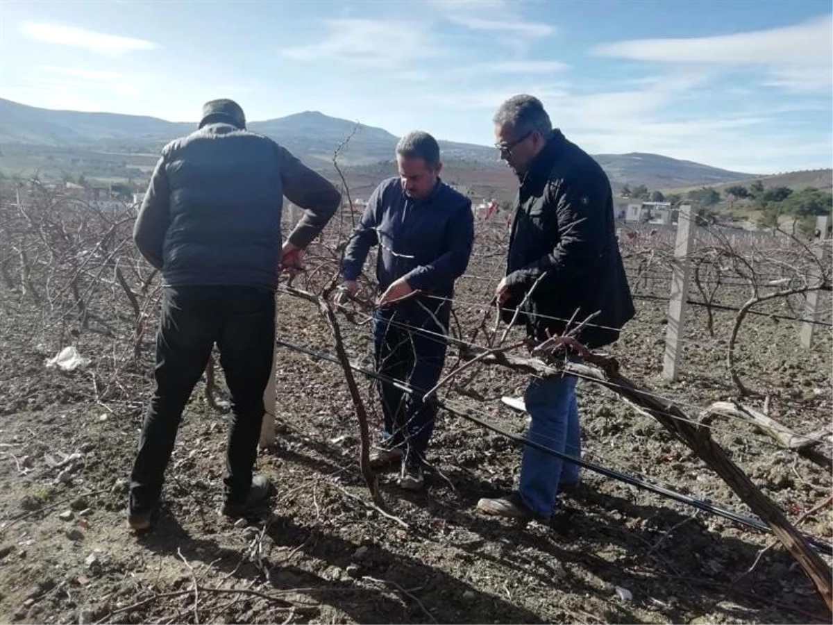 Kilis\'te çiftçilere bağ budama teknikleri eğitimi