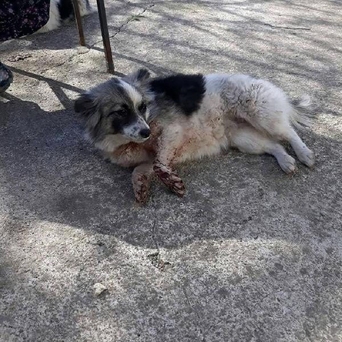 Tavuklarına zarar verdiğini iddia ettiği köpeği tüfekle yaraladı