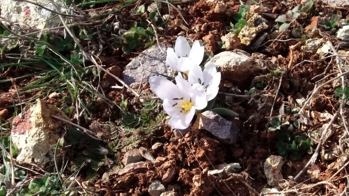 İltaş köyünde kardelen ve çiğdemler çiçek açtı