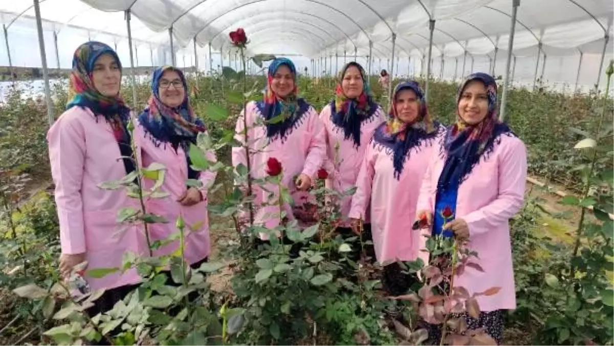 Kadınlar, gül serasında çalışarak aile ekonomisine katkı sağlıyor