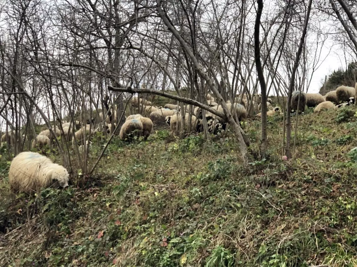 Koyun sürüleri yayla yolunda