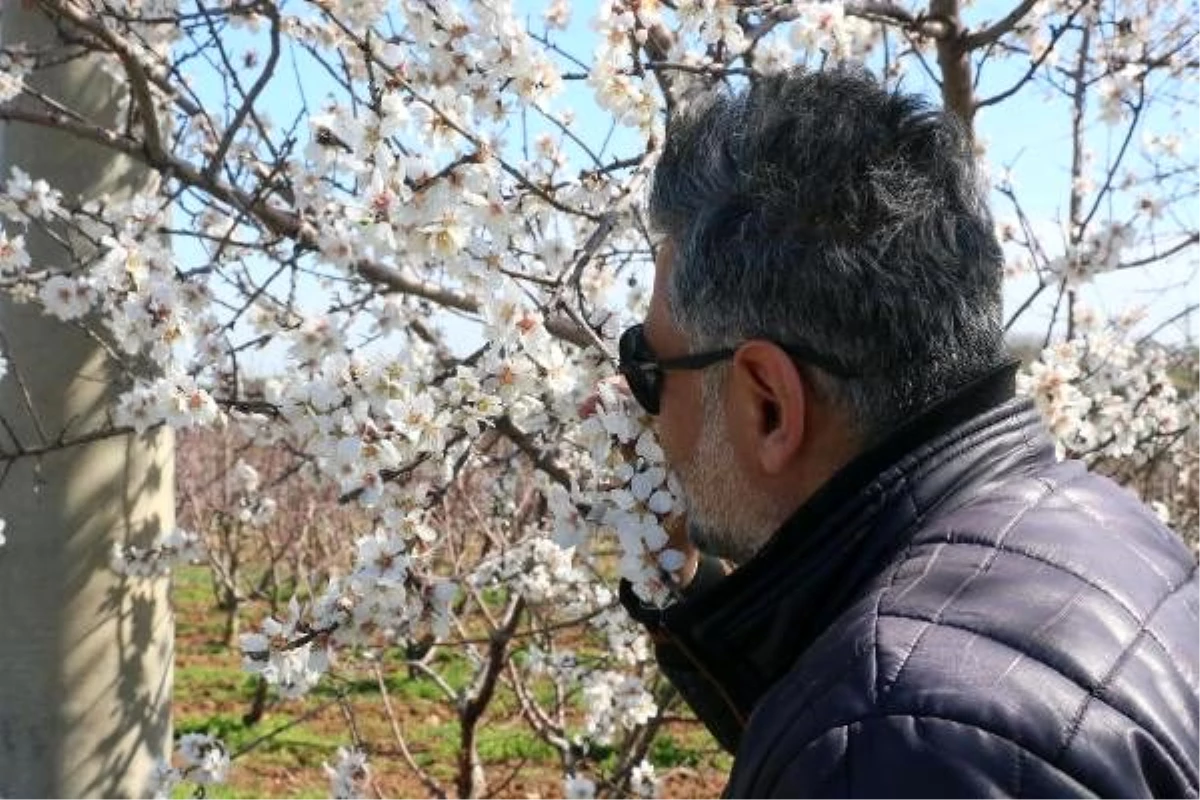 Manisa\'da badem ve erik ağaçları çiçek açtı