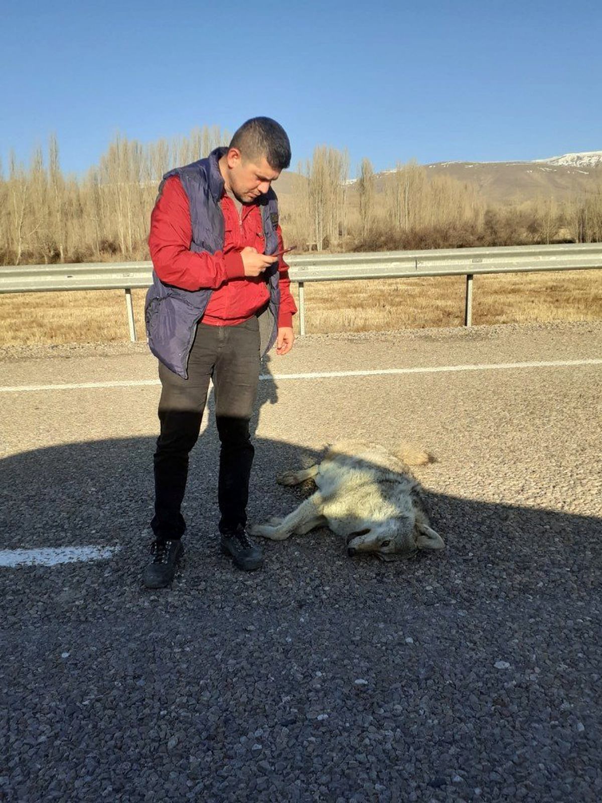 Telef olmuş iki kurt bulundu
