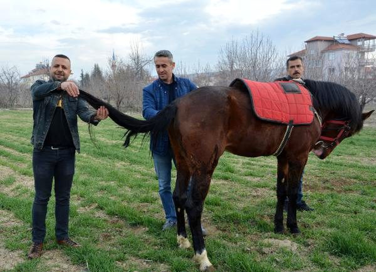 Atının kopan kuyruğunun yerine yenisini yaptırdı