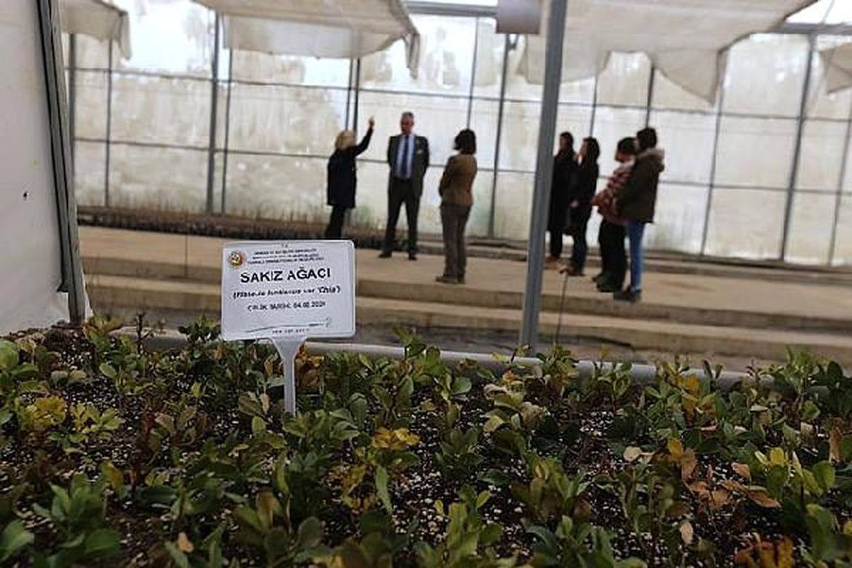 İzmir\'de 800 dekar alana sakız ağaçlandırması