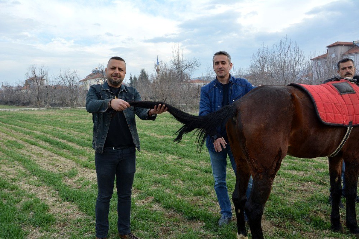 Kuyruğu kopan at için 2 buçuk saatlik yeni kuyruk operasyonu