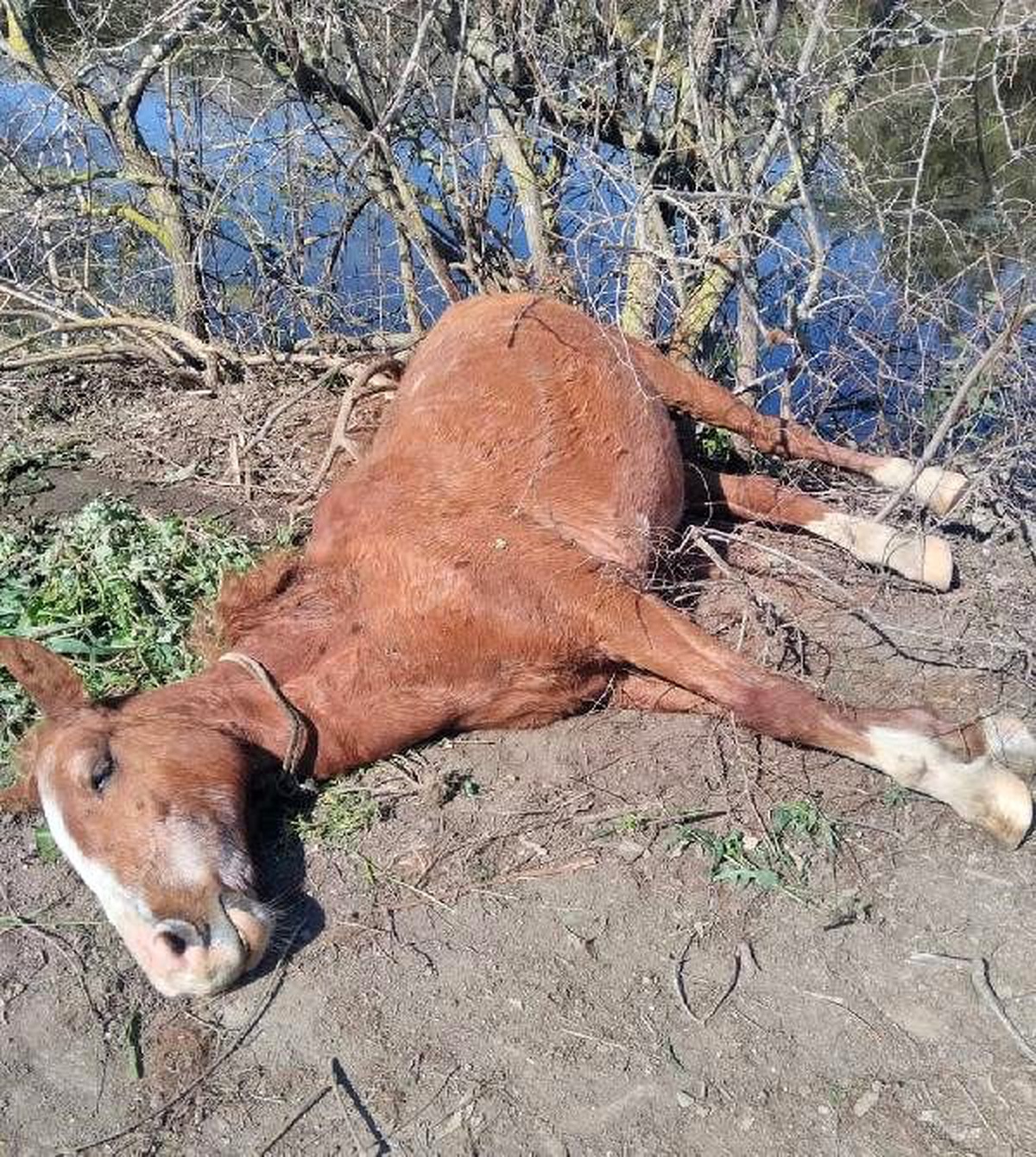 Ölüme terk edilen gebe ata sezaryen yapıldı