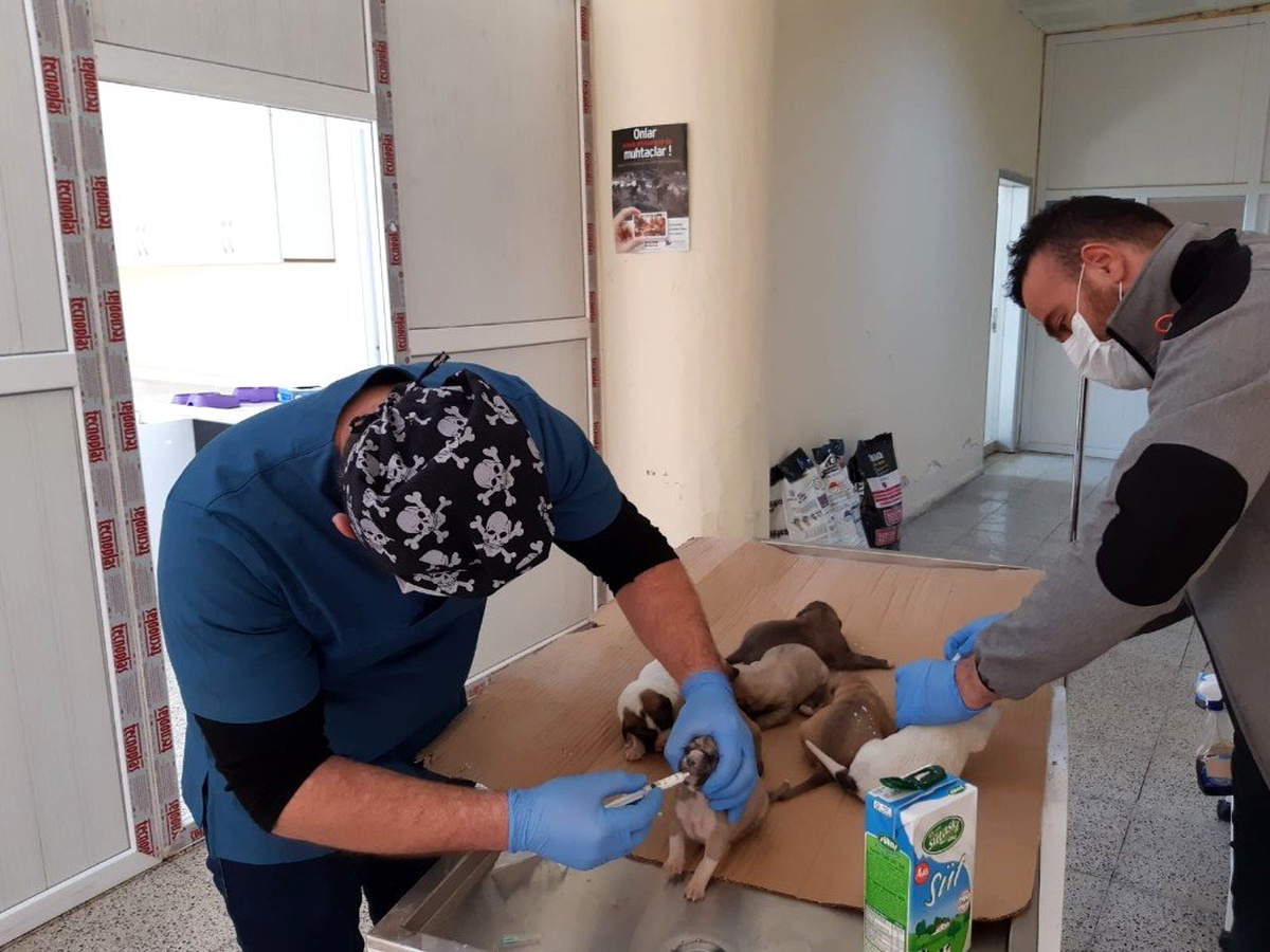 Ölüme terk edilen yavru köpekler kurtarıldı