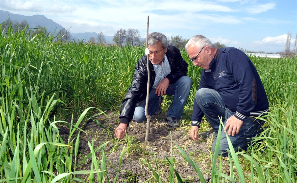 Ortaca\'nın alternatif ürünü pikan cevizi