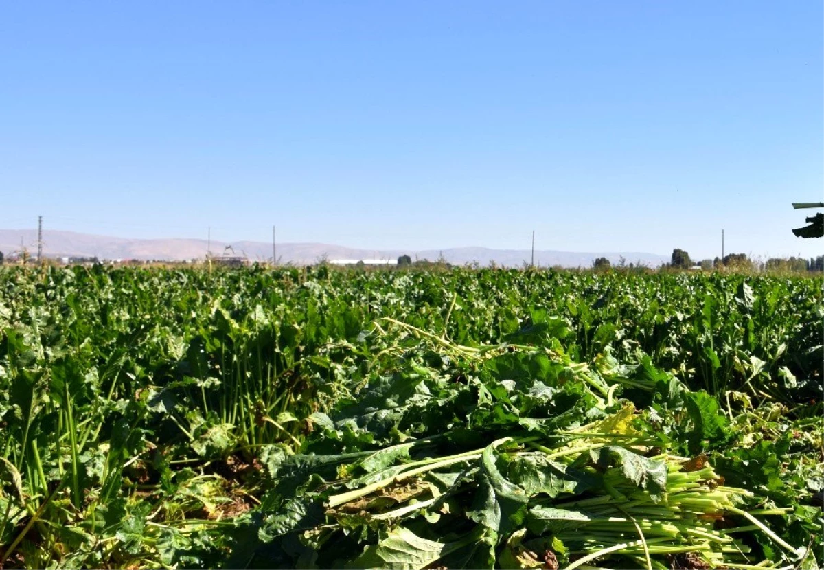 Samsun\'da şeker pancarı üretimi 430 bin tondan 66 bin tona düştü