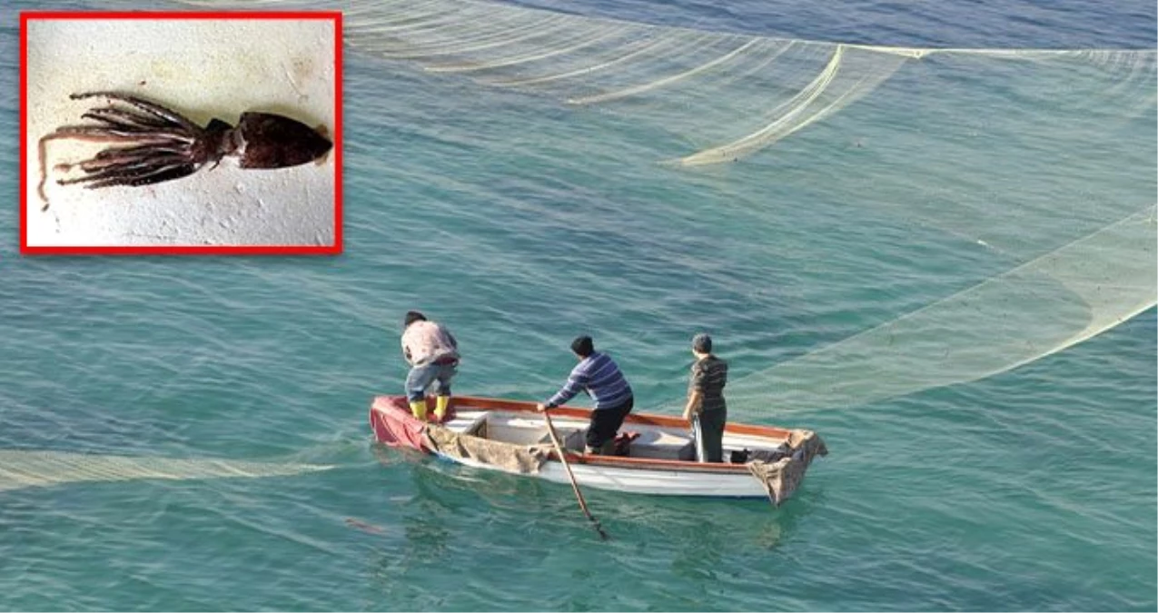 Atlas okyanusuna yakın yerlerde yaşayan "Mücevher kalamarı" Türkiye kıyılarında ilk kez görüldü