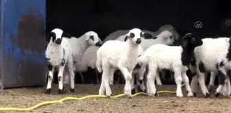 Baharı müjdeleyen oğlak ve kuzulara biberonlu bakım