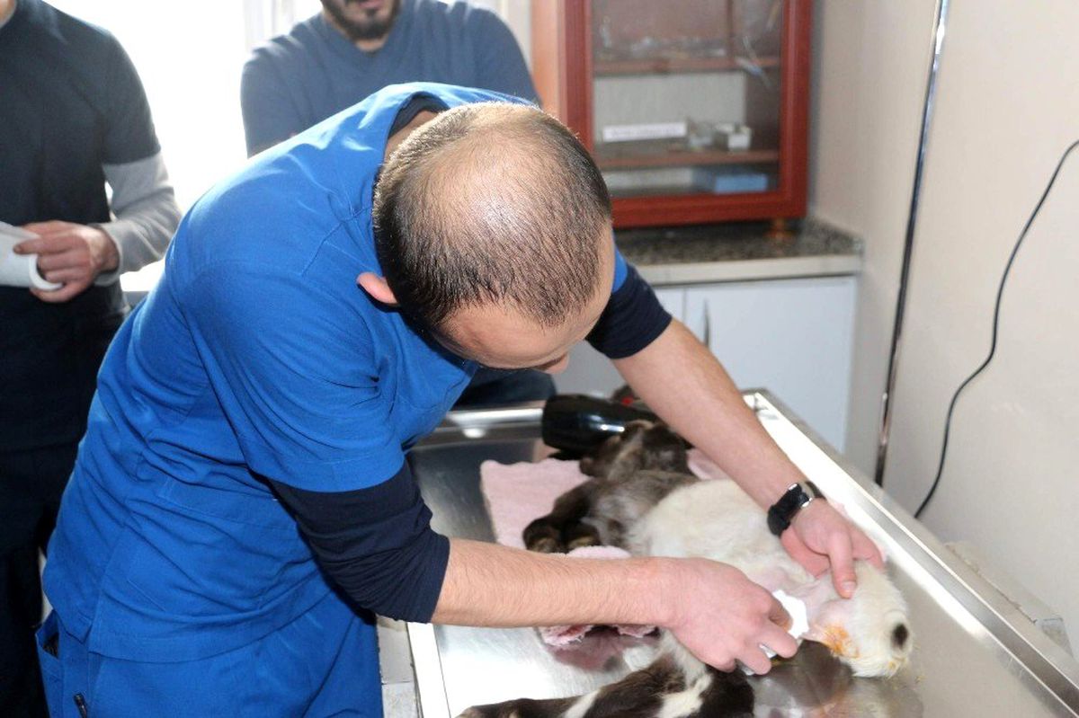 Dışkı yolu kapalı olan kuzusu için hastanenin yolunu tuttu