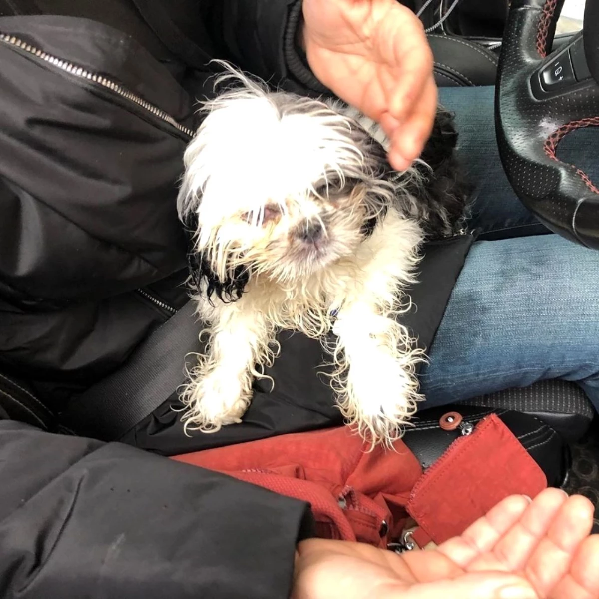 Hasta köpeği 14 saat arabada tutan veterinere hayvanseverlerden tepki