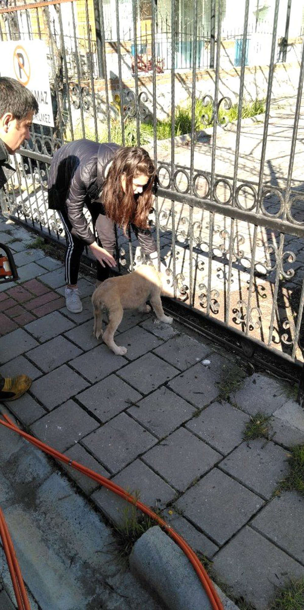 Kafası demir korkuluklara sıkışan yavru köpeği itfaiye kurtardı