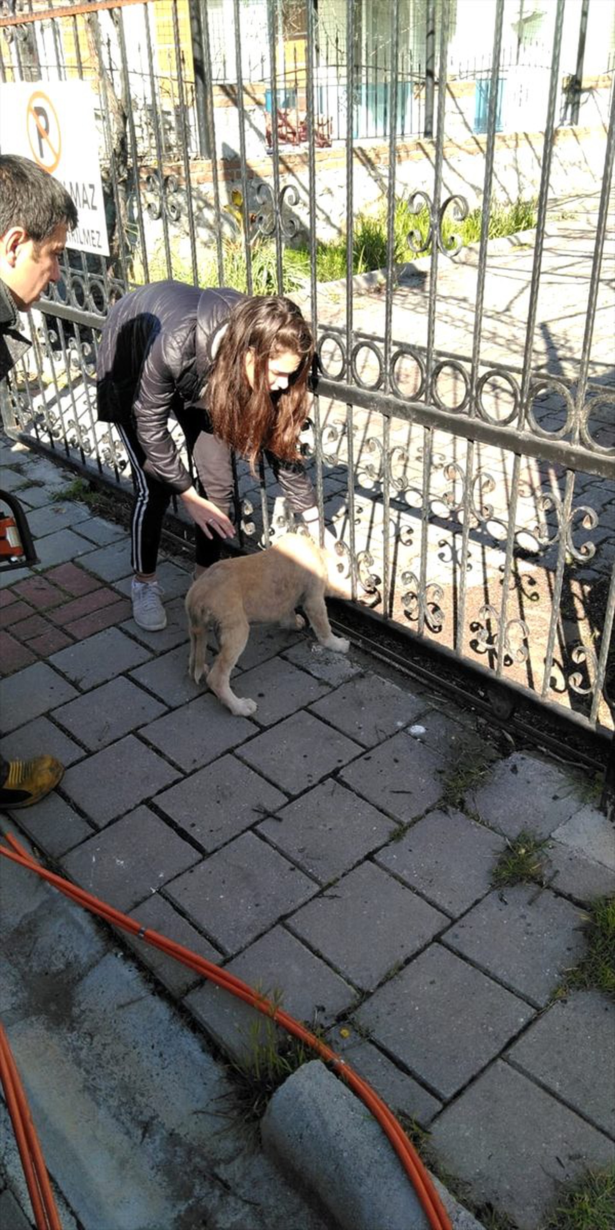 Muğla\'da kafası demir korkuluklara sıkışan köpek yavrusu kurtarıldı