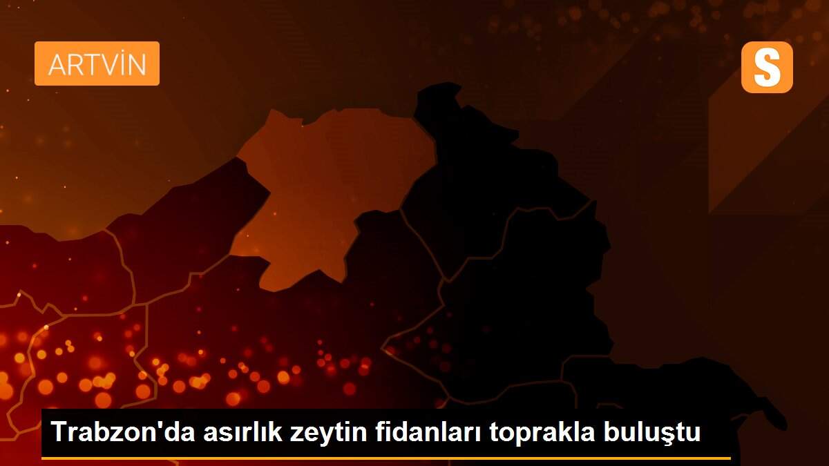 Trabzon\'da asırlık zeytin fidanları toprakla buluştu