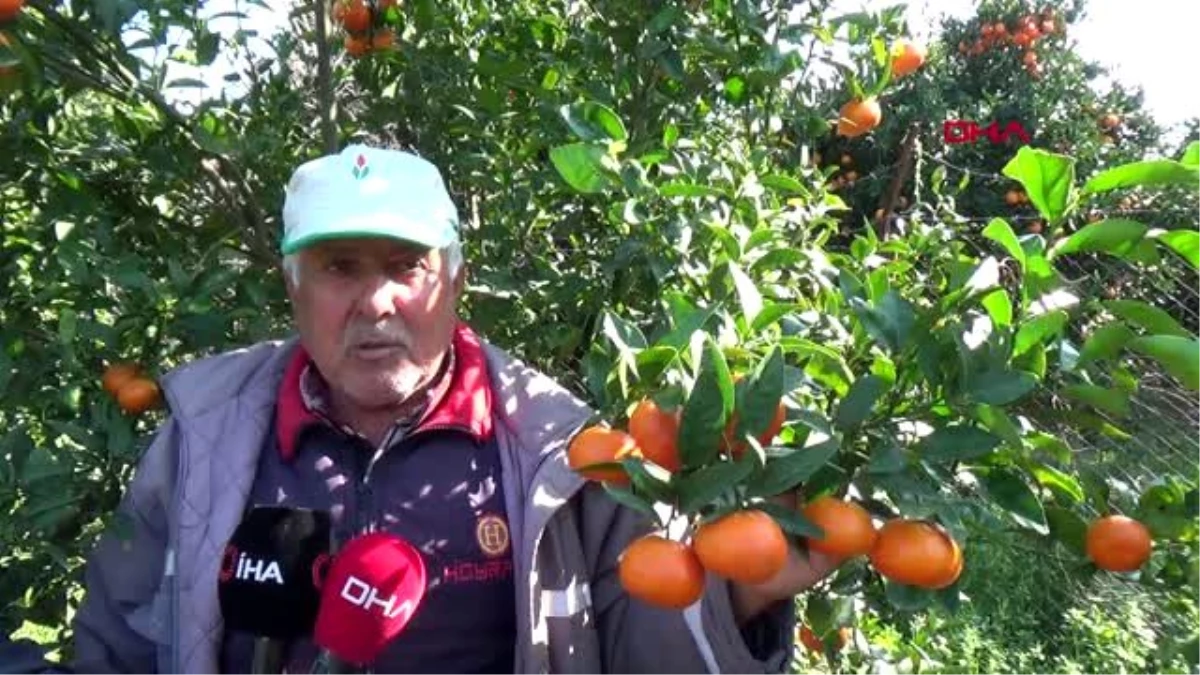 Antalya kumluca\'da ilkbaharda da mandalina üretilecek