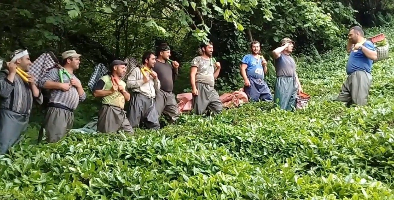 Gürcistan\'da Koronavirüs vakalarının görülmesi çay üreticisini tedirgin etti
